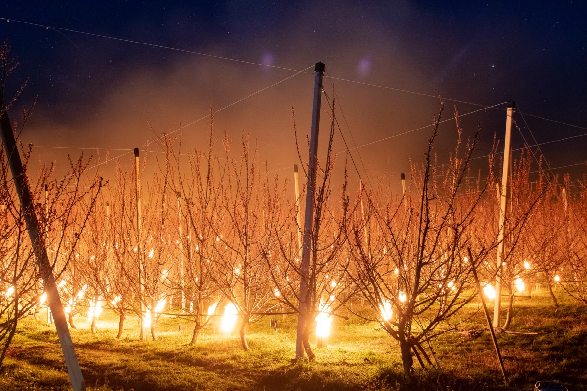 Smoke and heat bubble.

Giant can candles, filled with liquid paraffin next to each tree, which is blooming in this period. These candles burn for 10-12 hours and heats the surrounding air. The heat and the smoke creates bubble-like microclime around the parcels, and keeps temperature above minus 0,8 degrees to protect the peach buds from the frost.

Hungary, Závod, April 2, 2020.