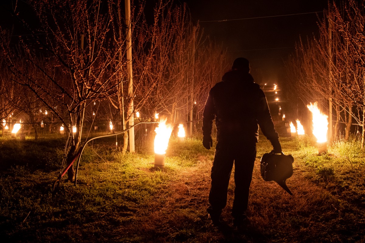 Line inspection. 

Time is 2 am, another son checking the line after he refill all huge cans with liquid paraffin in his dedicated row. Hungary, Závod, April 2, 2020.
Flames will last until morning and will protect the trees from frost. Cans lightning all night long, but there is a second night below the zero, and they needs to be refill with liquid paraffin.