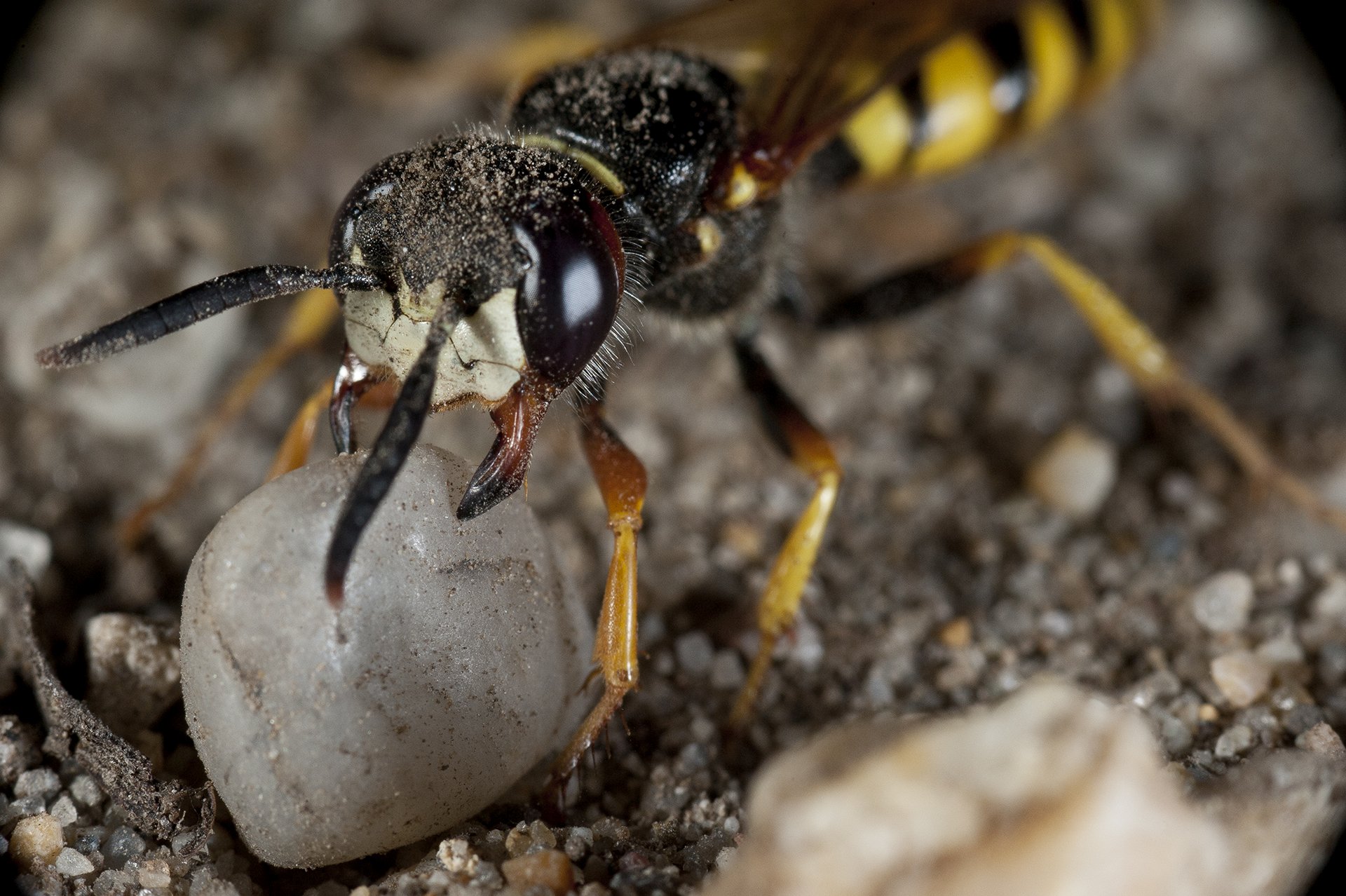 All day long they dig and hunt. Female beewolves will carry stones larger than their own bodies to construct suitable nest sites in soft, sandy soil, transporting handfuls every day to dig tunnels in the ground for nesting.