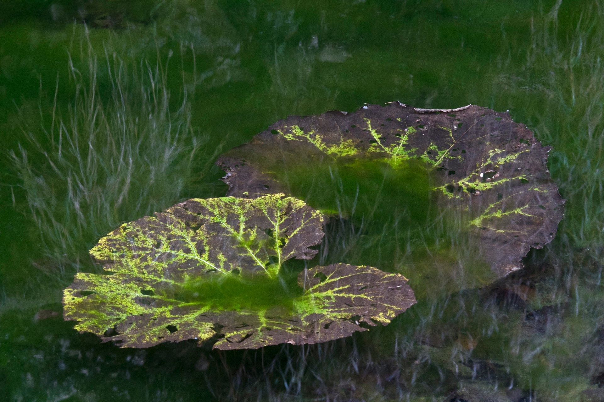 radisics-m-landscapeswaterscapesandflora-algae-cover-butterbur.jpg
