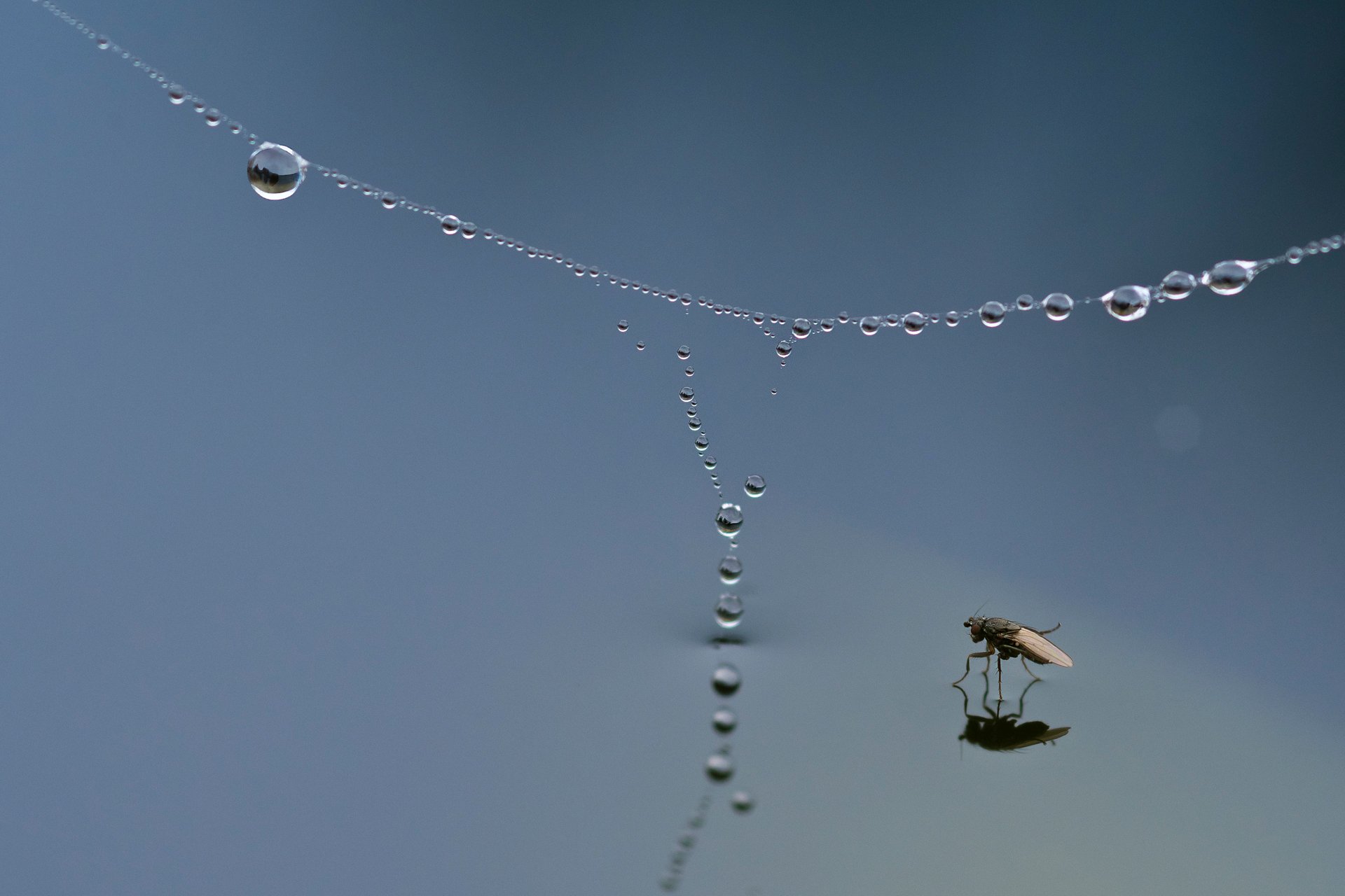 radisics-m-wingedlife-fly-beneath-a-spider-web.jpg